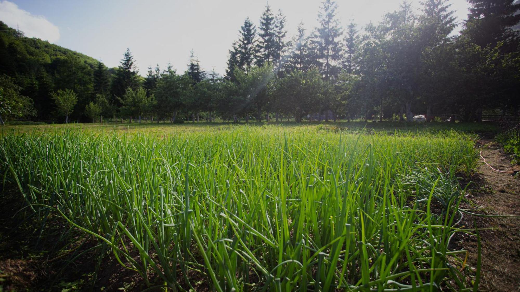 Ethno Village Stitarica Mojkovac Dış mekan fotoğraf
