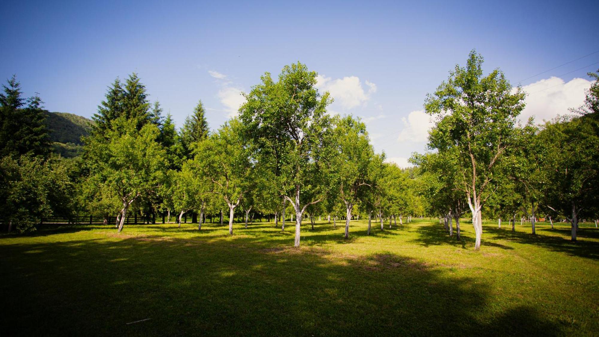 Ethno Village Stitarica Mojkovac Dış mekan fotoğraf